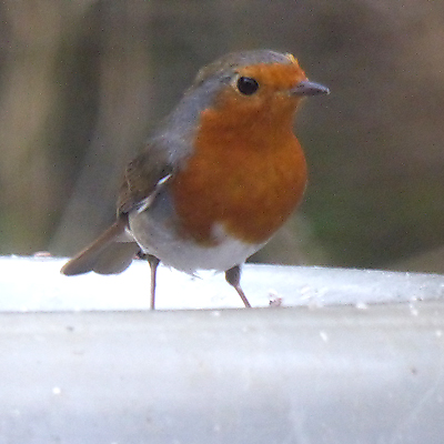 robin