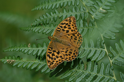 Silver-washed Fritillary