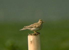 Skylark