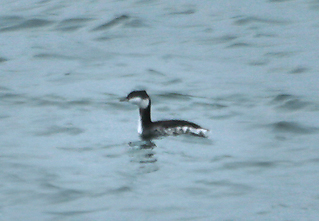 Slavonian Grebe