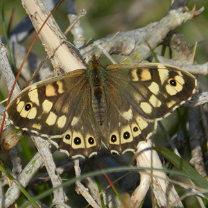Speckled Wood