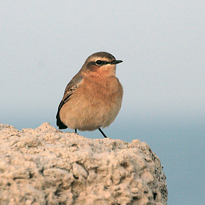 Wheatear