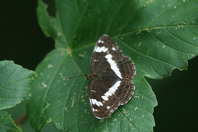 White Admiral
